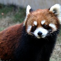 18年05月18日猛虎干货店直播_股市直播_调整