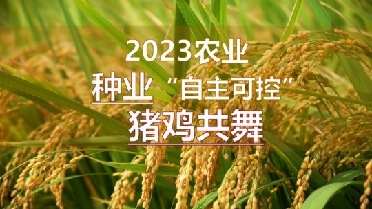 2023农业种业“自主可控”，猪鸡共舞如何布局